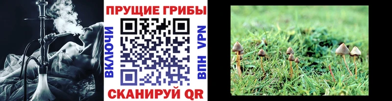 Галлюциногенные грибы Psilocybe  купить наркоту  Новочеркасск 